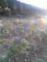 lavender.jpg  
384x512x24 
50.37 KB